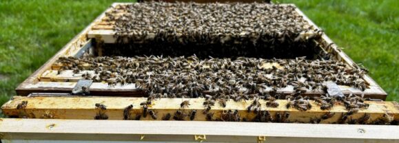 Bienenstöcke auf Wiese in Hochdahl in der Sonne
