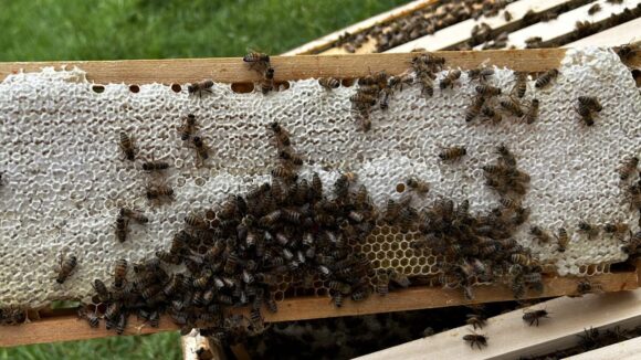 Frischer Honig aus Hochdahl