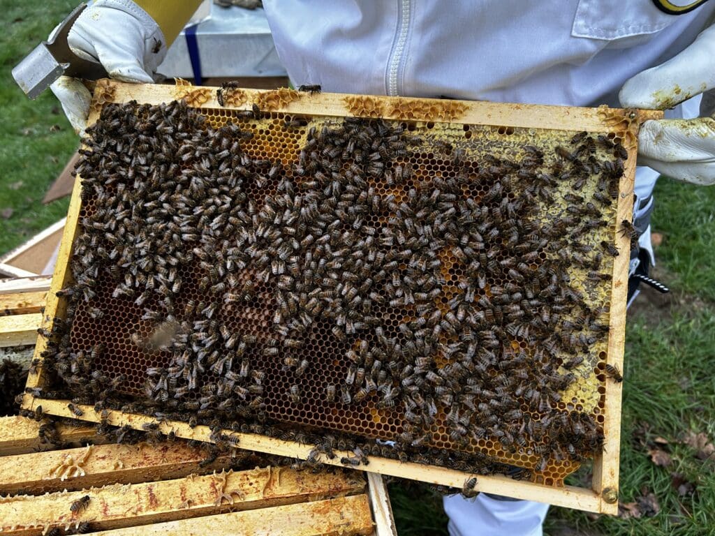Nahaufnahme von Honigbienen auf Brutwabe im BeeFlat-Volk
