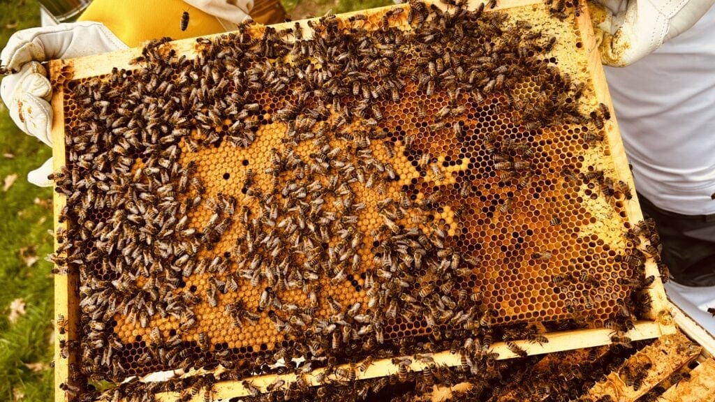 Neue Bienen in Hochdahl