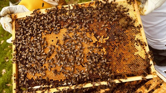 Neue Bienen in Hochdahl