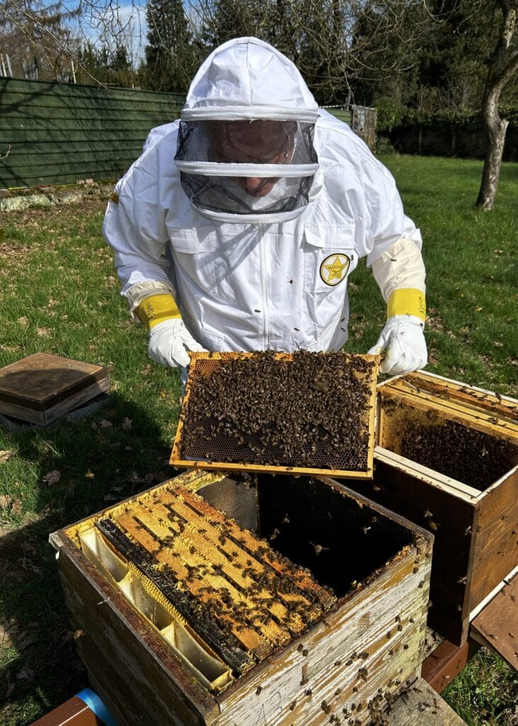 Imker mit Schutzkleidung bei der Honigernte im Bienenstock.