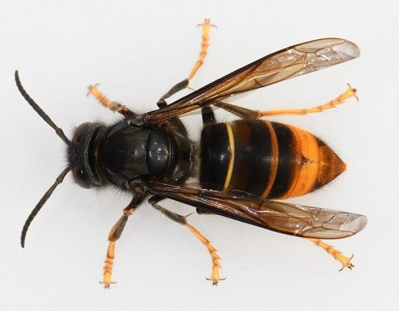 Asiatische Hornisse Arbeiterin