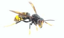 Asiatische Hornisse von der Seite