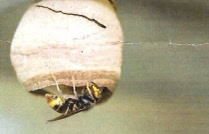 Biene sammelt Nektar an einer Honigwabe bei Honeymaker Hochdahl.