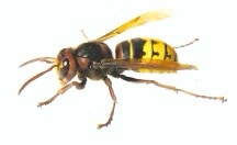 Biene im Bienenstock, Honigmacher Hochdahl, Imkerei, Bienenhaltung.