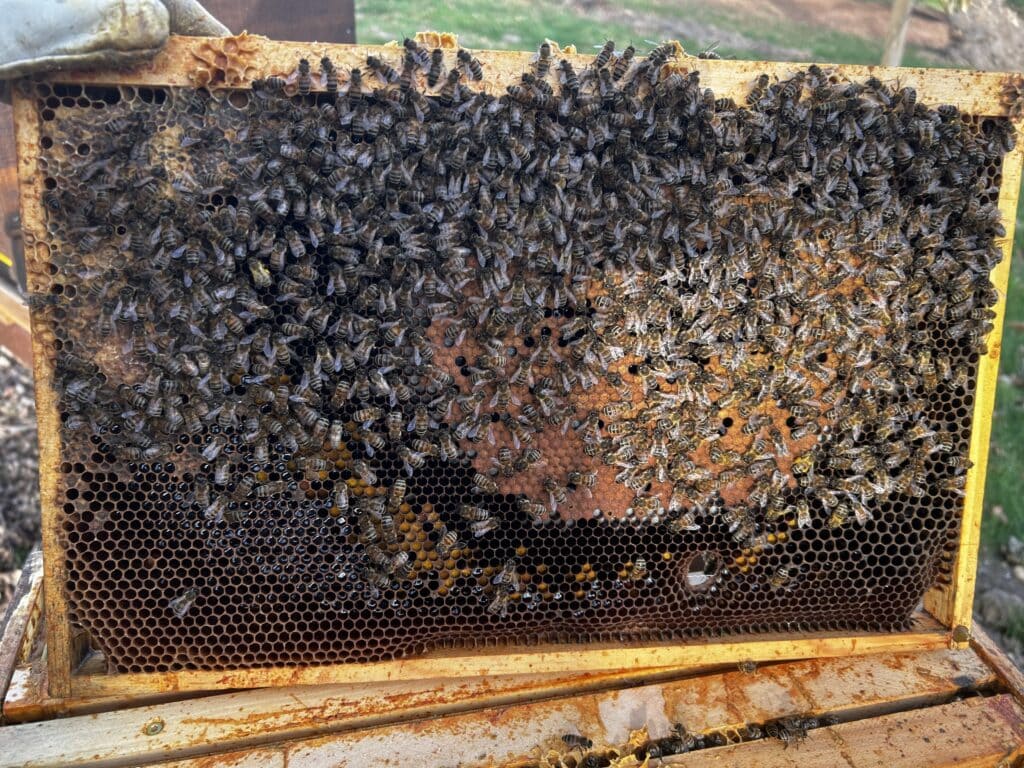 Auf einer Wabe alles zu sehen