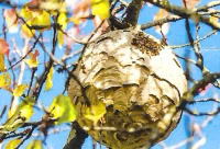 Bienenstock im Baum mit frischen Blättern, Frühling in Hochdahl.