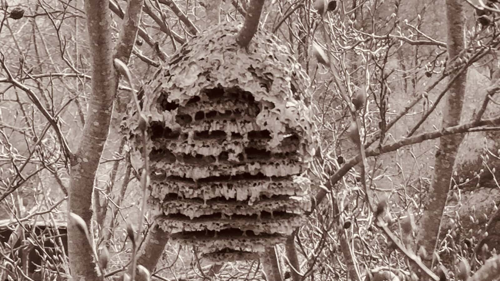 Bienenstock im Wald, Natur, Honigproduktion.