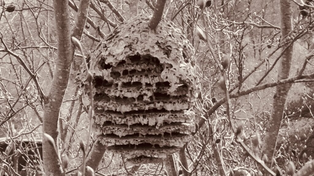 Bienenstock im Wald, Natur, Honigproduktion.