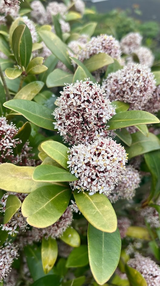 Blühende Pflanzen mit weißen Blüten, die im Garten wachsen, ideal für Bienen und Honigproduktion.