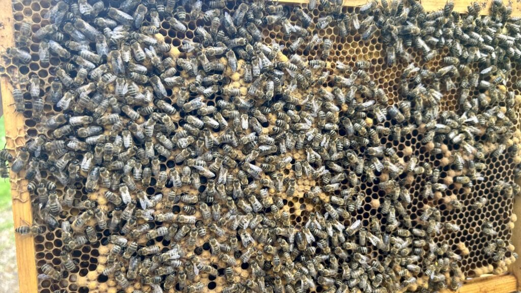 Bienen auf Honigwabe bei Honeymaker Hochdahl.