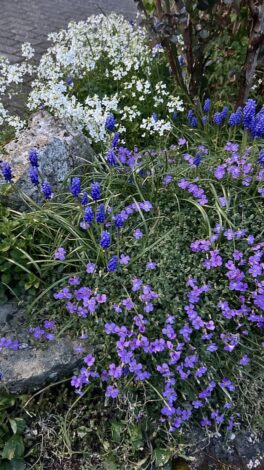 Blumen im Garten mit weißen, blauen und lila Blüten bei Honeymaker Hochdahl.