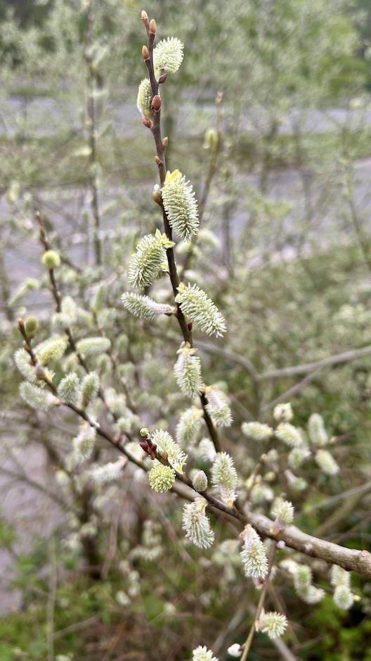 Nahaufnahme eines blühenden Obstbaums im Frühling bei Honeymaker Hochdahl.