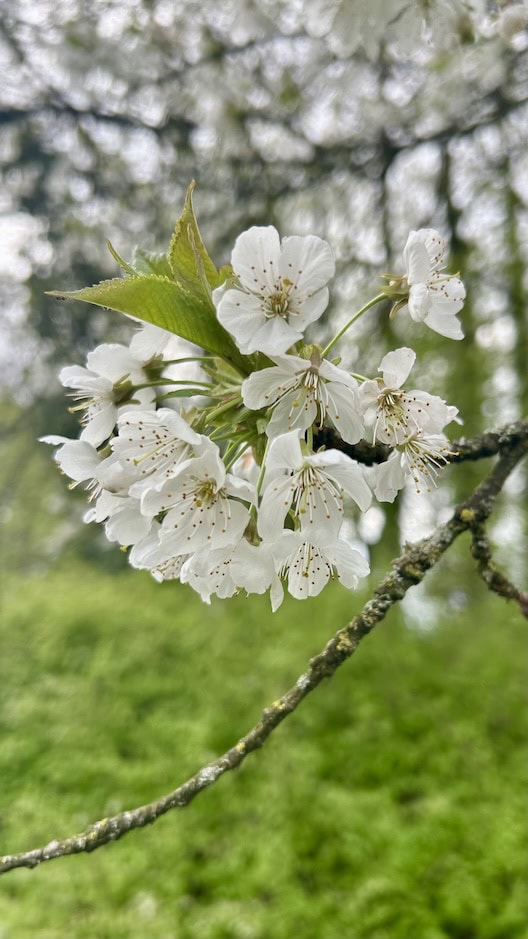 Weiße Kirschblüten auf einem Ast, Frühlingsbeginn in Hochdahl.
