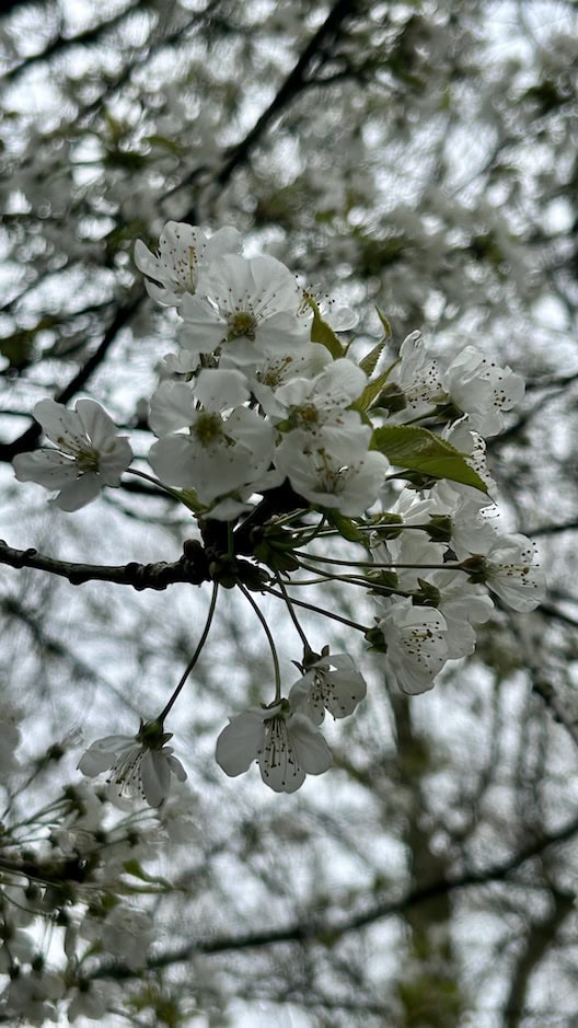 Weiße Kirschblüten am Baum, Frühling, Natur, Blüte.