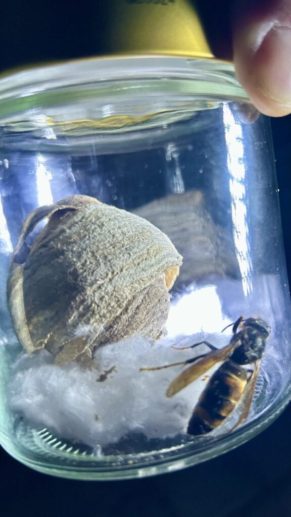 Honigbiene und Honigwabe im Glas, Sichtung 08.04.2026.