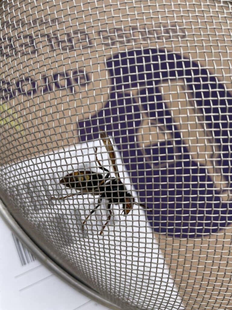 Biene auf einem Fliegengitter vor Honigmacher Hochdahl.