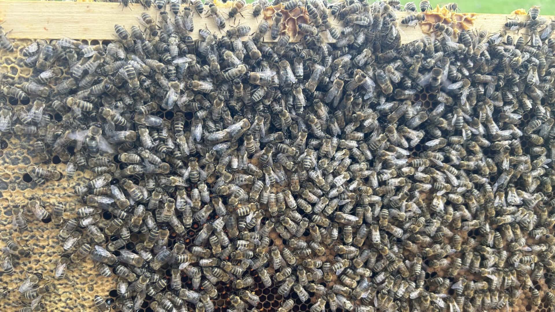 Bienen auf einem Bienenstock in der Imkerei.