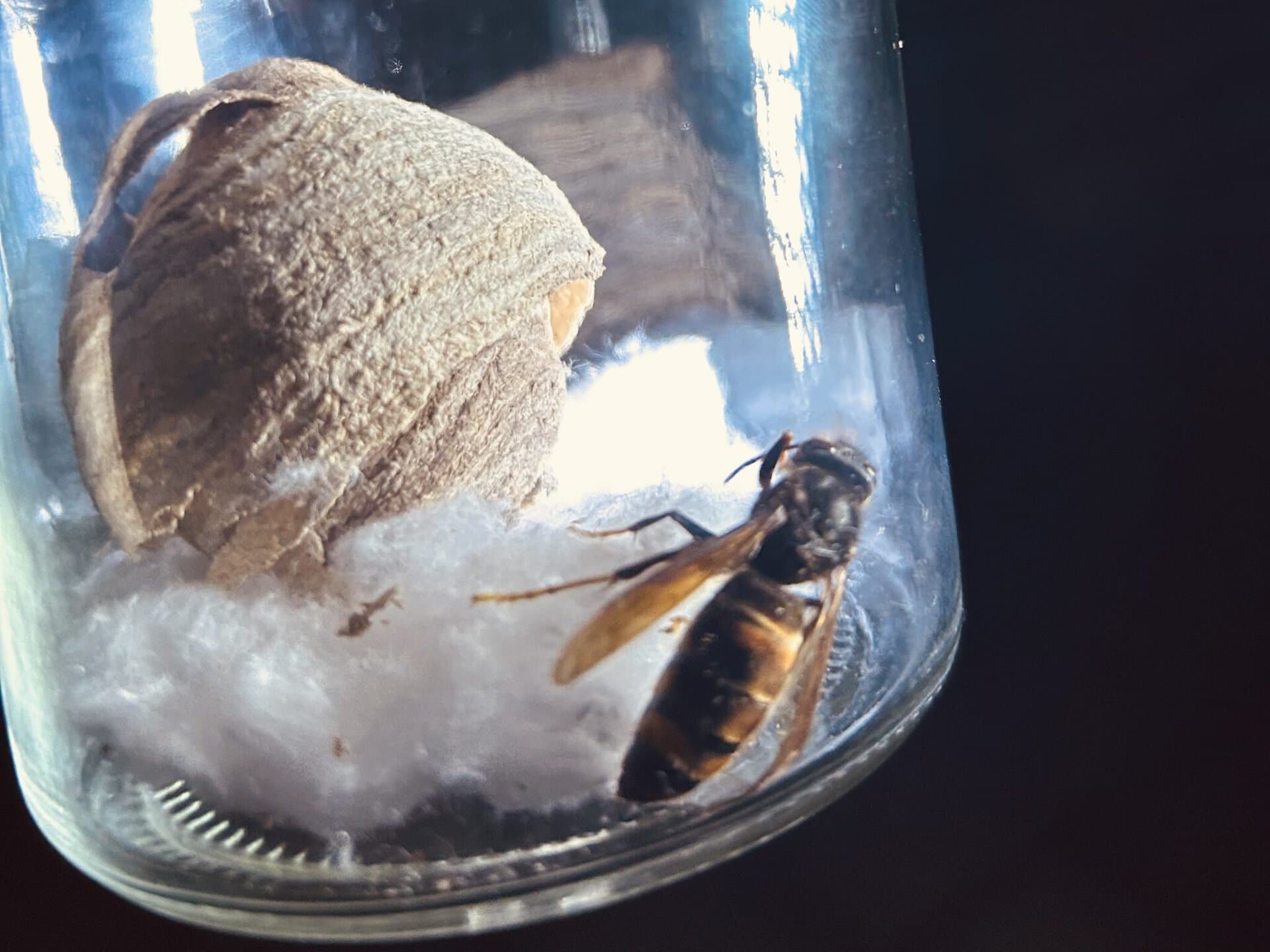 Biene auf Honigwabe in einem Glas, Honigproduktion bei Honeymaker Hochdahl.