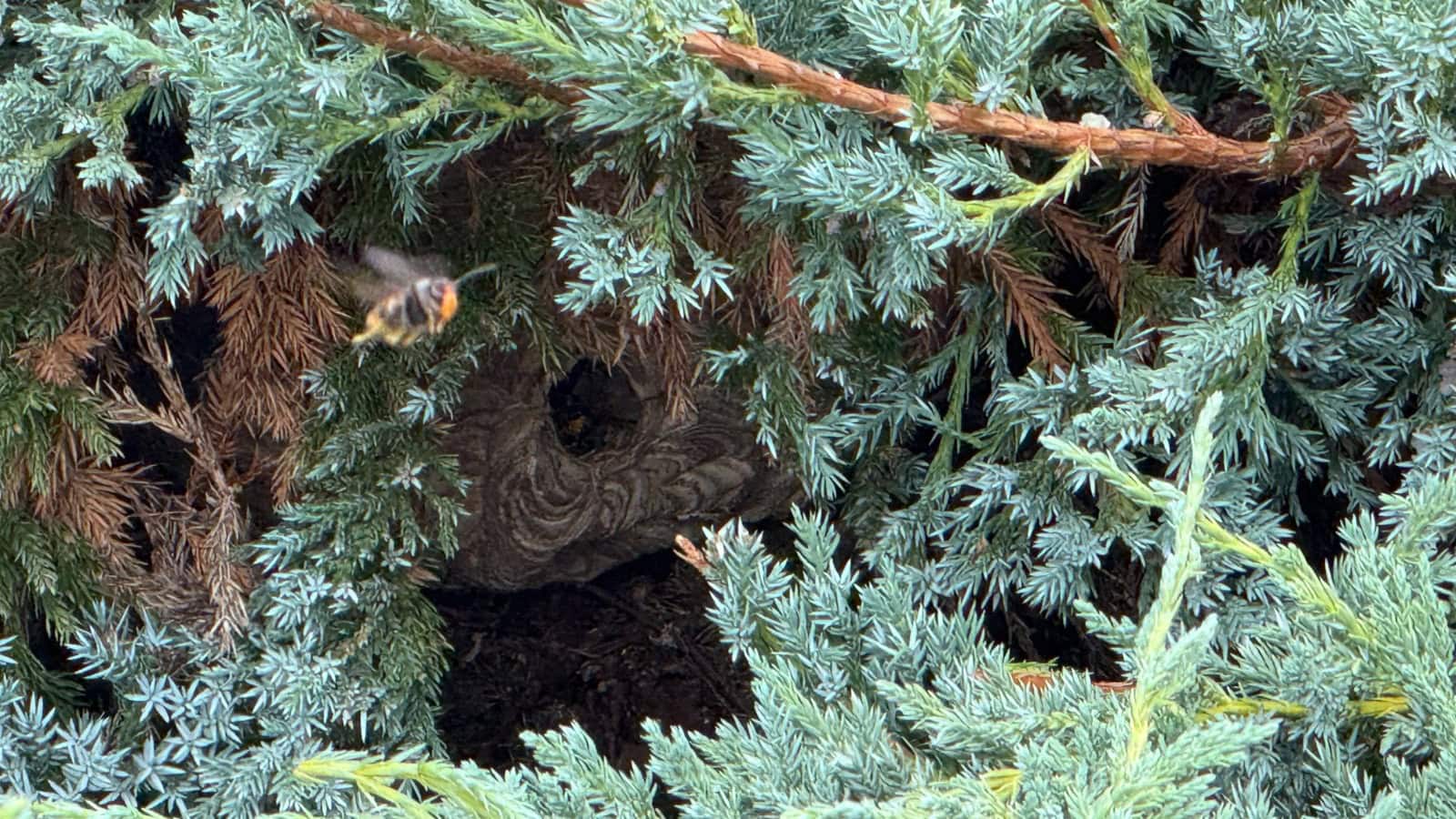 Biene fliegt vor Bienenstock im Garten bei Honeymaker Hochdahl.