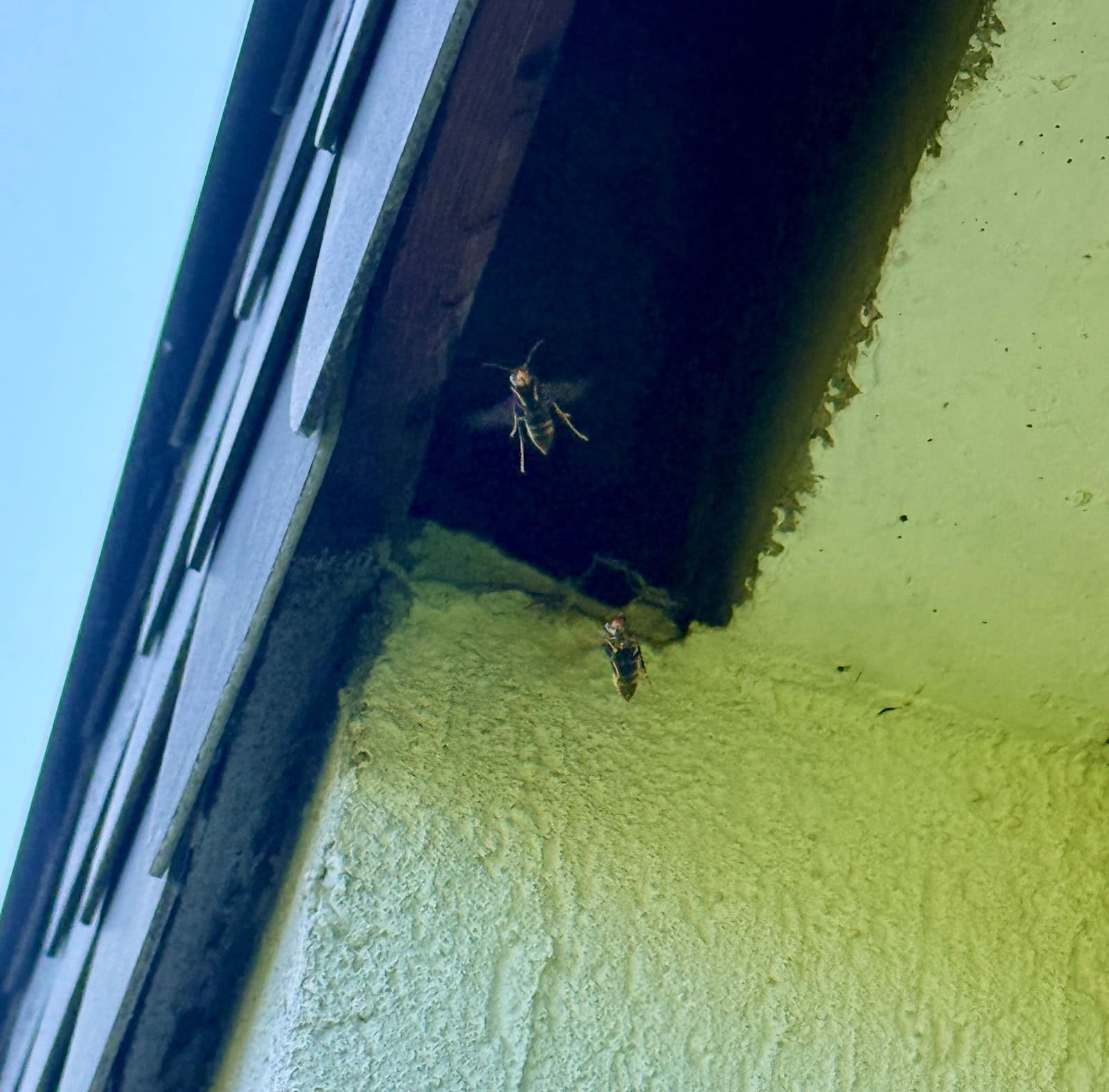 Honigbienen bei der Arbeit an einem Bienenstock im Haus.