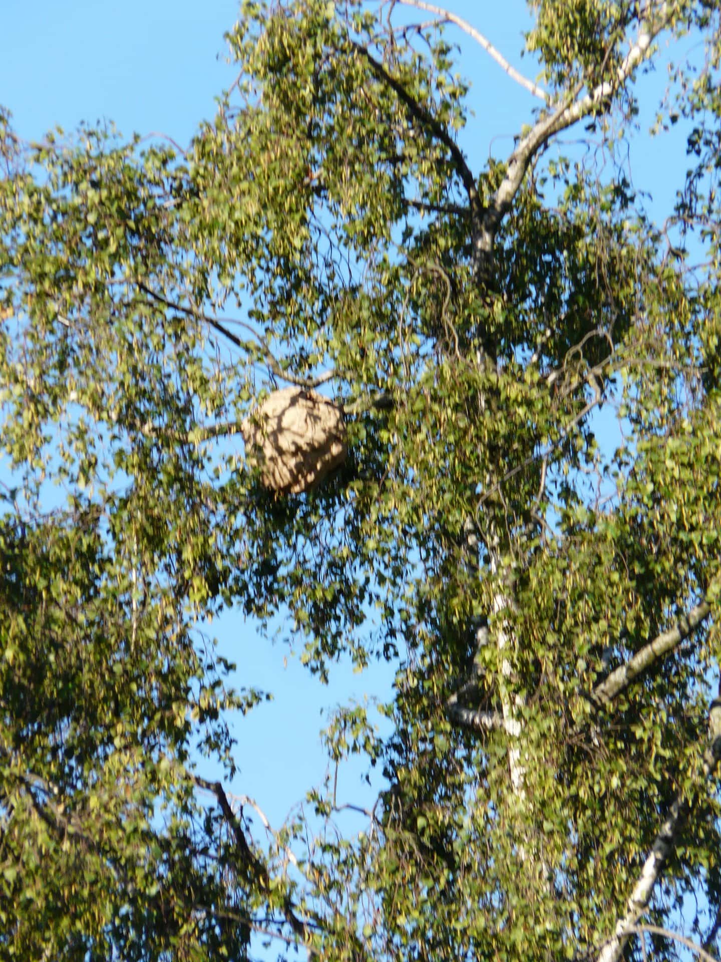 Biene sammelt Nektar an einem Baum im Garten.