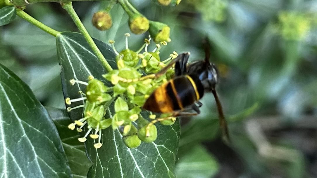Asiatische Hornisse sammelt Nektar an einer Blüte im Garten.